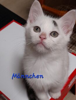 Babykatze stubenrein - Ahorn (Baden-Württemberg)