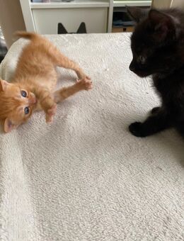Zwei EKH Kitten suchen dringend ein neues liebevolles Zuhause - Bielefeld Zentrum