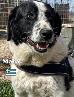 Mata - liebevoll und lernwillig - Heppenheim (Bergstraße)