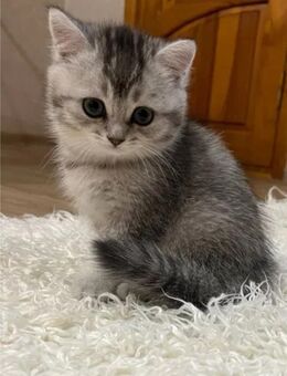 Britisch Kurzhaar und langhaar - Berlin Reinickendorf