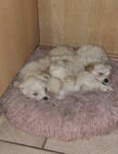 Malteser Welpen in 26624