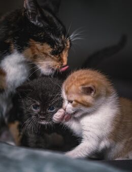Kitten - Bad Honnef Zentrum