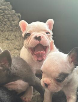7 Zwerge - französische Bulldoggen - suchen ab Mitte / Ende Oktober Kuschelplätze auf Lebenszeit ! - Dornburg
