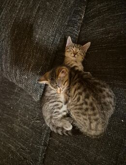 Katzen Babys suchen ein neues Zuhause - Lötzbeuren