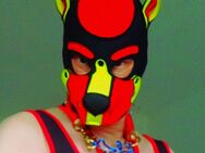 Puppy Play - Gailingen (Rhein)