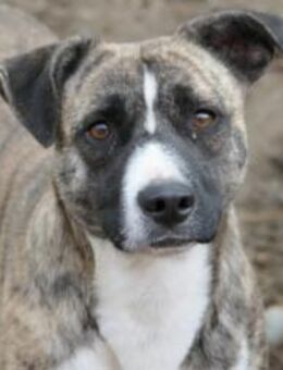 Niky-sucht liebe Menschen - Kallmünz