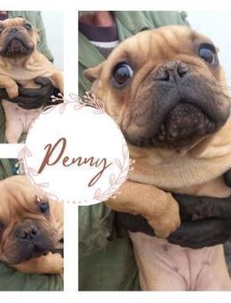 PENNY PP Youngster sucht Spielfreund - Neustadt (Rübenberge)