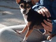 MICKY, m., kastr., Chihuahua, 2 kg - Sipplingen