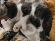 Maine Coon Waldkatzen Glückskatzen Kitten - Bremerhaven