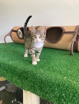 🐱 Zuckersüße Babykatze Kimy 🐱 - Eislingen (Fils)