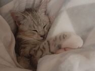 BKH Kitten - Haren (Ems)
