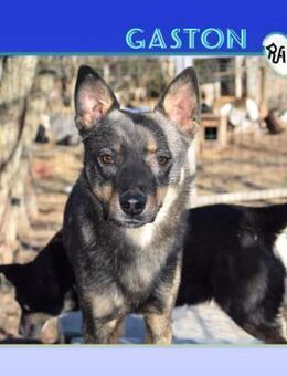 😍GASTON SUCHT SEIN GLÜCK - Alfeld (Leine)