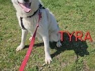 Liebevolle Tyra sucht Familie - Bissingen