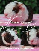 Meerschweinchen in 21614