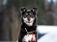 Familienhund Sirena sucht ihre Menschen - Duisburg