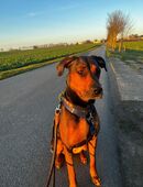 8 traumhafte Welpen - Dobermann/Cane Corso/Rhodesian Ridgeback/American Pitty in 18516