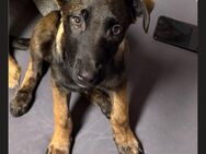 Malinoi Labrador Nix Hündin bella - Wuppertal
