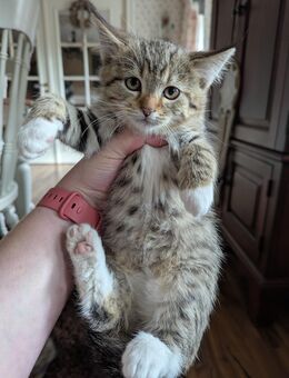 Süße kleine Maine coon Perser ekh katze - Kyritz