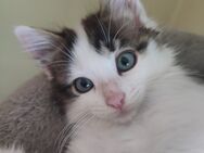 Heilige Birma Mix kitten - Gingen (Fils)
