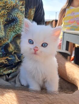 Katze - Teutschenthal