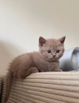 Britisch Kurzhaar Kitten in grau - Essen