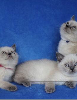 Bkh Blu Pointe kitten - Gießen