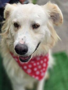 helles Fell - braune Augen-das ist Chase - Overath