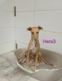 Hera3 freundlich und sozial 02/23 ESP - Ruppertsecken