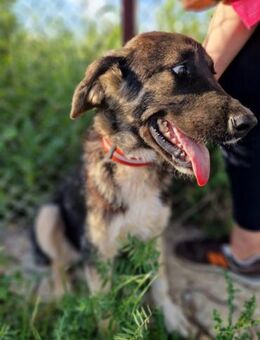 Fatsa - sonnig, sanft und ausgeglichen - Mettmann