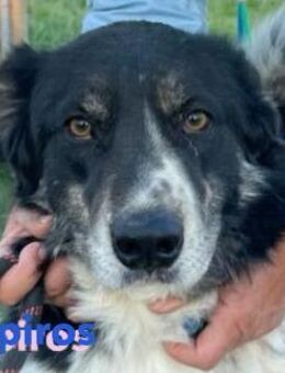 Spiros - freundlich und intelligent - Heppenheim (Bergstraße)