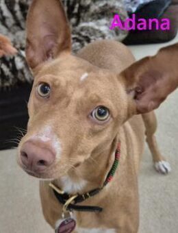 Adana- lebensfrohe Gefährtin (01/24) DE - Ruppertsecken