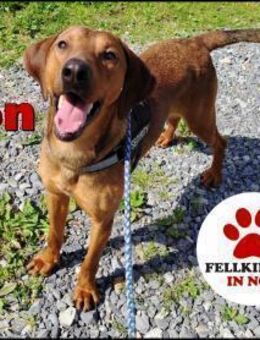 hübscher Leon sucht eine Familie... - Margetshöchheim