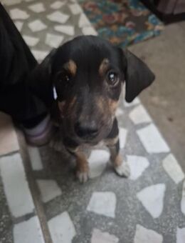 Kleiner Welpe sucht großes Glück - Rambin