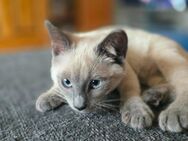 Siam-Kitten blue point - Venningen