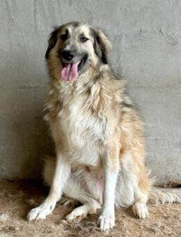 Wer öffnet sein Herz für Dakota ❤️ - Großefehn