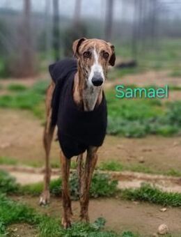 Samael in ihm steckt ein Diamant 9/22 ES - Ruppertsecken