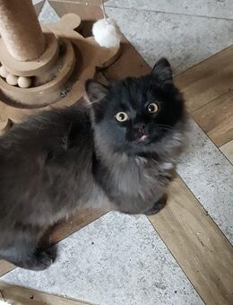 Zwei junge Katzen (Geschwister, ca. 13 Wochen) suchen ein liebevolles Zuhause. - Berlin