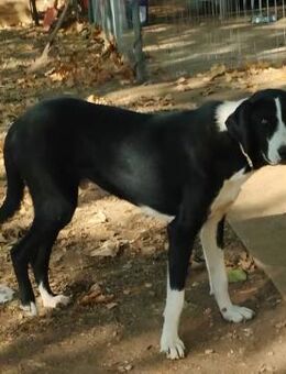 Tharos - sanfter Herzenshund - Mettmann