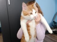 Kater - Pleinfeld