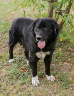 STOFFEL - das wird richtig großartig - Overath