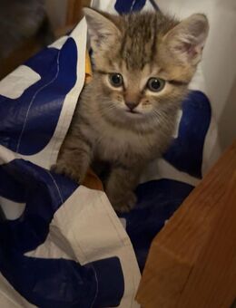 Süßen kitten suchen liebevolles Zuhause - Leverkusen