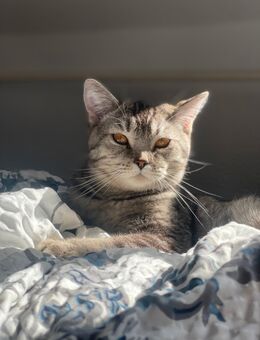 Cookie sucht neues Zuhause - Hagen (Stadt der FernUniversität) Zentrum