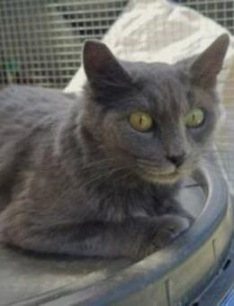 Verschmuste Baghira - Kallmünz