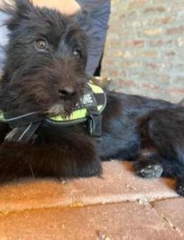 Athos sucht ein liebevolles Zuhause - Nordwalde