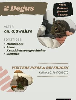 2 handzahme Degus - Neufahrn (Freising)