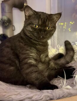 Wunderschöne Reinrassige BKH Kitten - Singen (Hohentwiel)