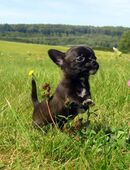 Auszugsbereit 2 Typvolle kleine Chihuahua Welpen Rüde Hündin KH Sonderfarben Sable / dark schoko in 63599