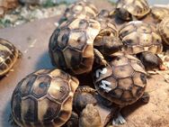 Vierzehenlandschildkröten/Steppenschildkröten - Bodenwerder (Münchhausenstadt)