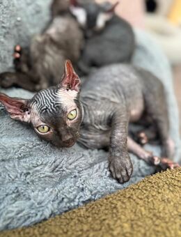 Vier wunderschöne Sphynx Elfensphynx Velours suchen ein liebevolles Zuhause ❤️ - Molbergen