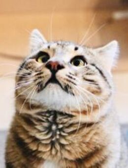 Timo, kleiner Charmeur, ca. 6 Monate - Vaterstetten